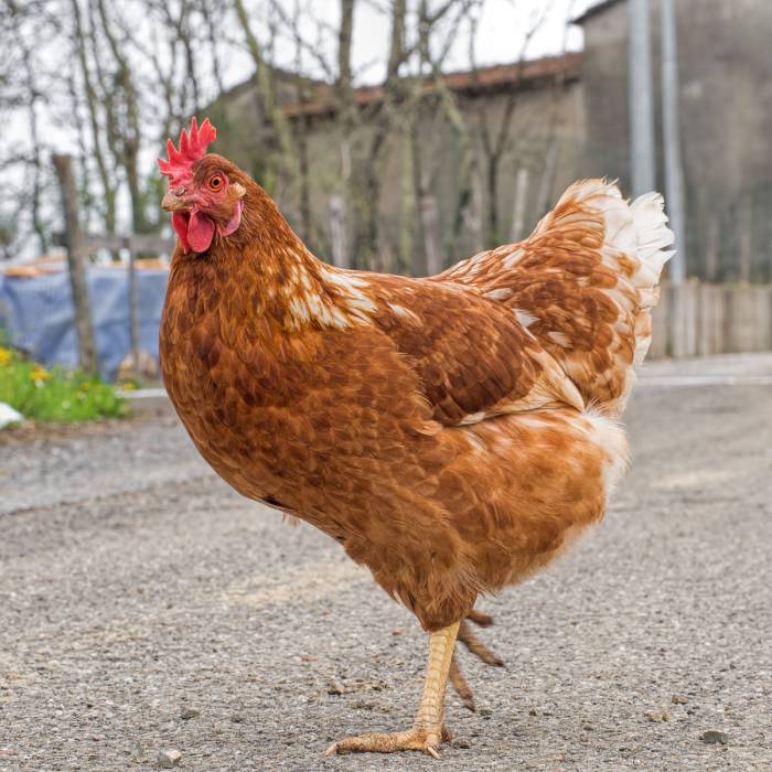 cold-hardy-chickens